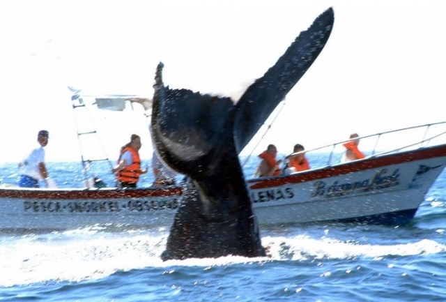 avistamiento de cetáceos